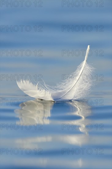 Close-up of a floating swan feather on blue water