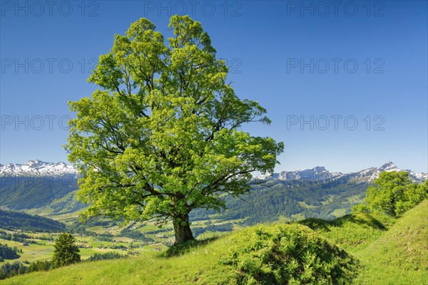 Freestanding sycamore in mountain spring