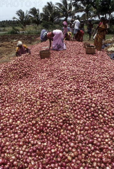 Grading the harvested bellary onion (Allium cepa) near Coimbatore