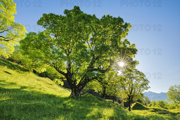 Sun shining through sycamore maple forming sun star