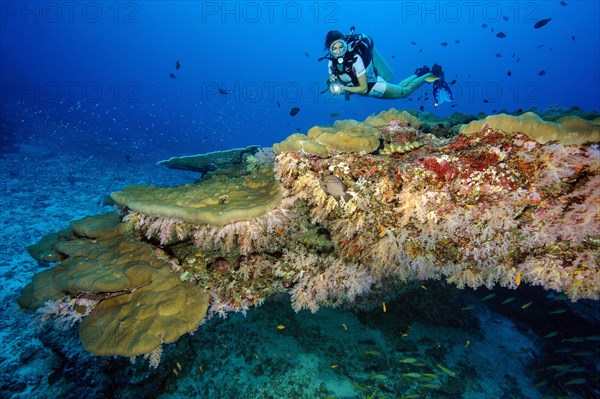 Diver looking at a coral block with various stony corals (Scleractinia) and soft corals (Dendronephthya)