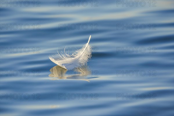 Close-up of a floating swan feather on blue water