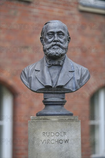 Bust