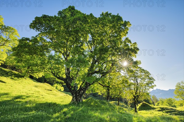 Sun shining through sycamore maple forming sun star