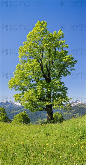 Freestanding sycamore in mountain spring