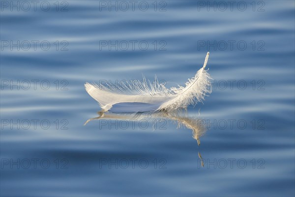 Close-up of a floating swan feather on blue water