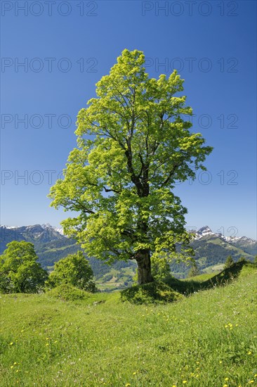 Freestanding sycamore in mountain spring