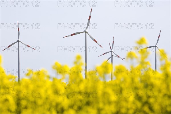 Rape field and wind turbines