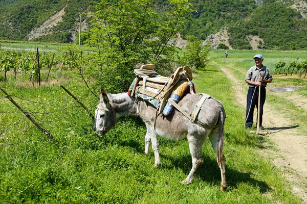 Mule with pack saddle