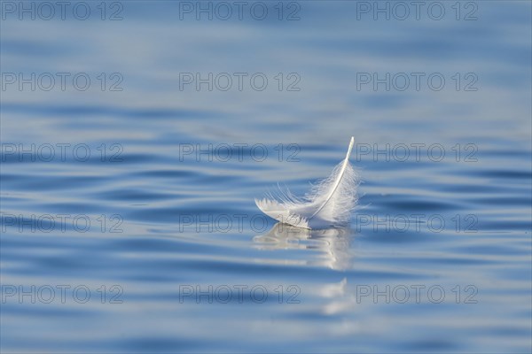 Close-up of a floating swan feather on blue water