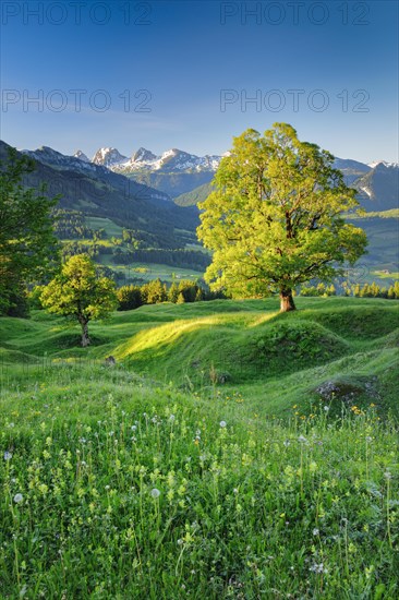 Sycamore maple in front of snow-covered Churfirsten at sunrise in mountain spring near Ennetbuehl in Toggenburg