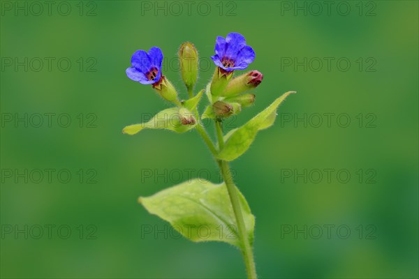 Common lungwort (Pulmonaria officinalis)