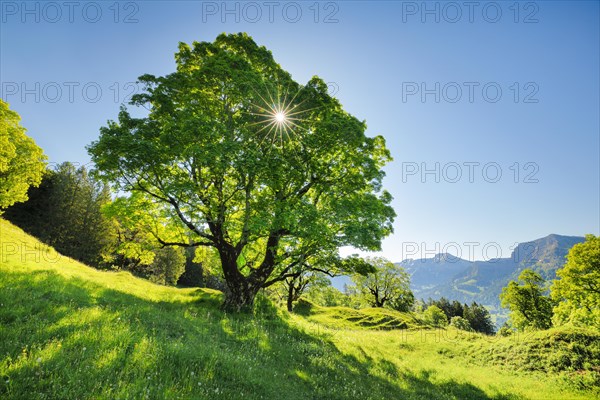 Sun shining through sycamore maple forming sun star