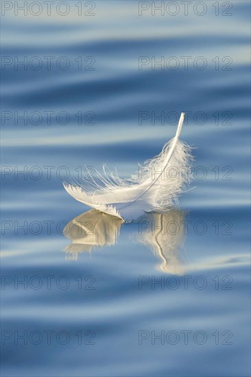 Close-up of a floating swan feather on blue water