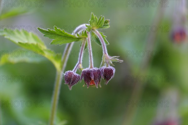 Bach clovewort (Geum rivale)