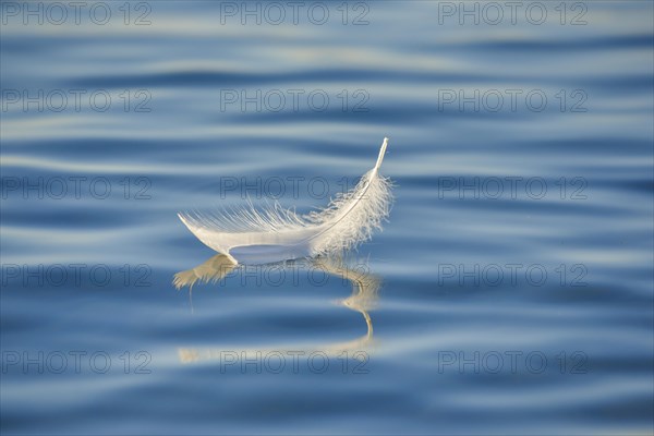Close-up of a floating swan feather on blue water