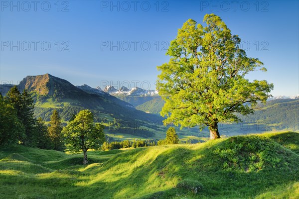 Sycamore maple in front of snow-capped Churfirsten m Mountain spring near Ennetbuehl in Toggenburg