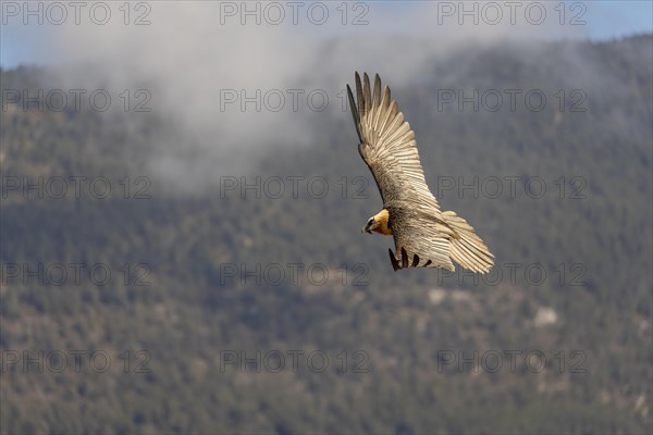 Bearded vulture (Gypaetus barbatus) adult in flight off Bergen