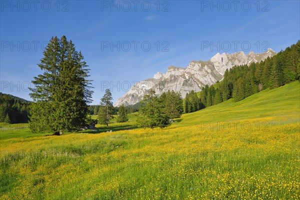 View of Lutertannen towards the Alpstein massif with Saentis in mountain spring