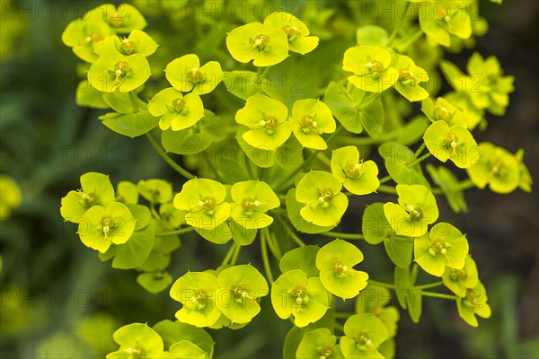 Euphorbia seguieriana (Euphorbia seguieriana)