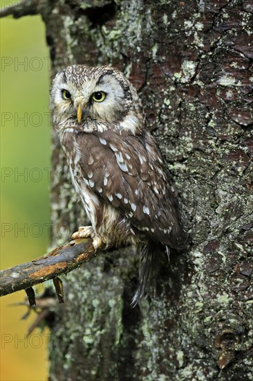 Tengmalm's owl (Aegolius funereus)