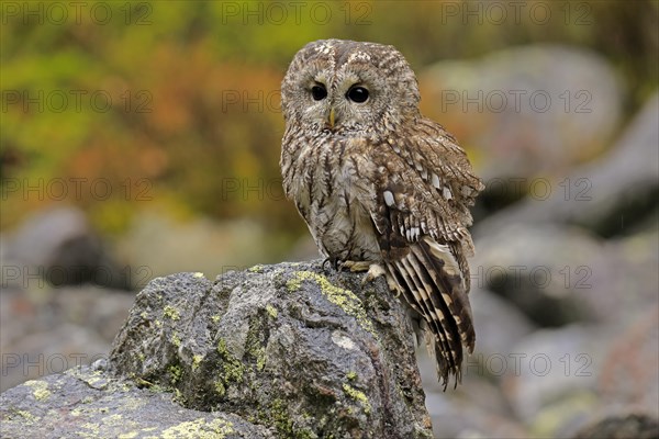 Tawny owl (Strix aluco)