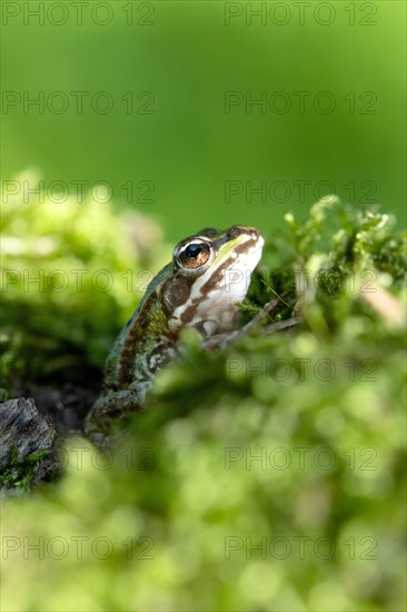 Green frog (Rana esculenta)