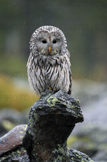 Ural owl (Strix uralensis)