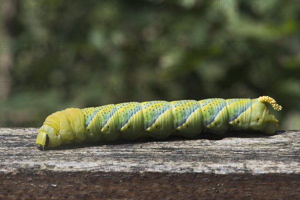 Caterpillar of the Death's head hawkmoth (Acherontia atropos)