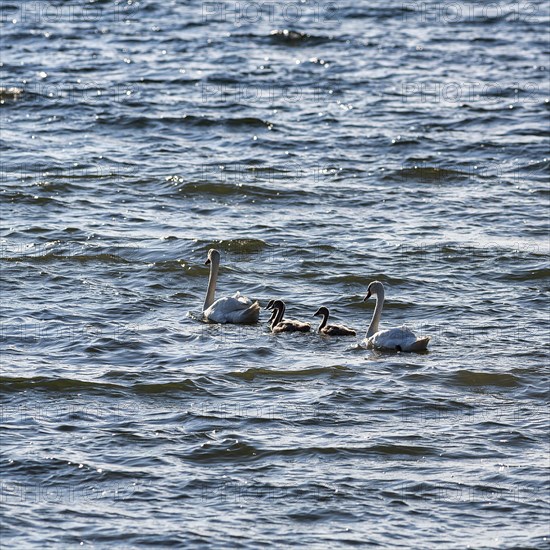 Two Mute swans (Cygnus olor) with young birds