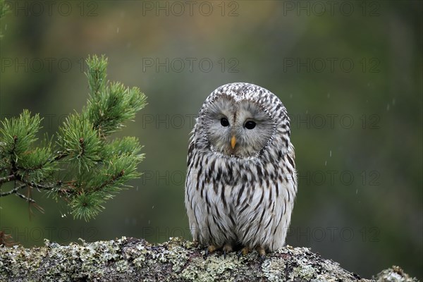 Ural owl (Strix uralensis)