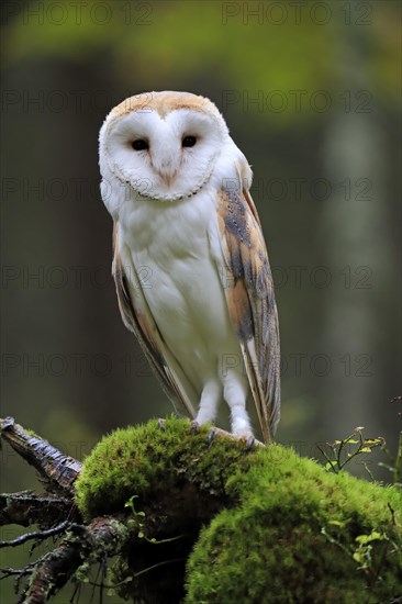 Common barn owl (Tyto alba)