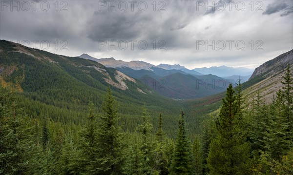View into forested valley