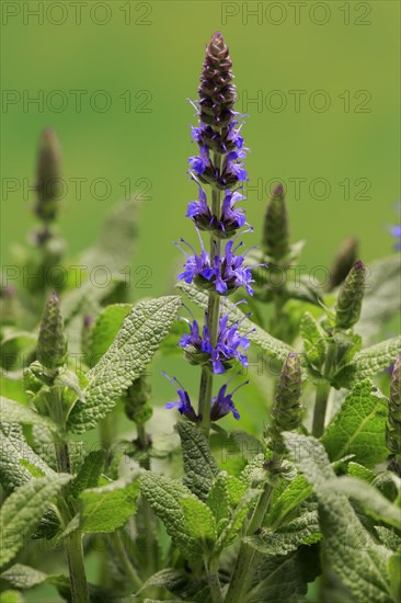 Woodland sage (Salvia nemorosa)
