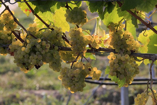 Grape vine (Vitis vinifera)