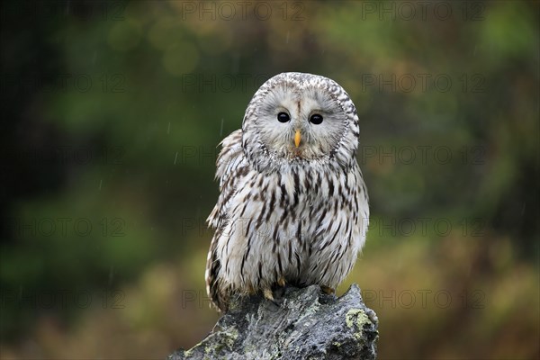 Ural owl (Strix uralensis)