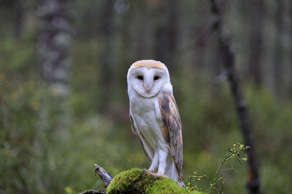 Common barn owl (Tyto alba)