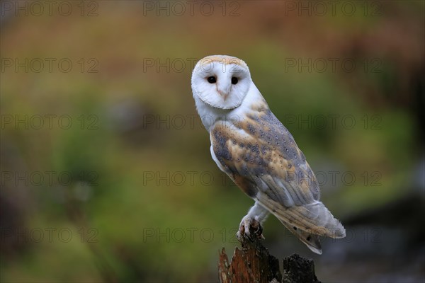 Common barn owl (Tyto alba)