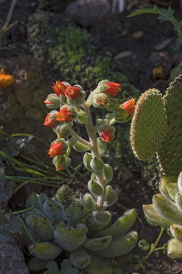 Mexican fire cracker (Echeveria setosa)