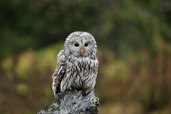 Ural owl (Strix uralensis)