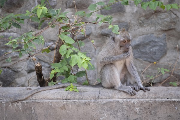 Crab eating macaque (Macaca fascicularis) or Javan monkey
