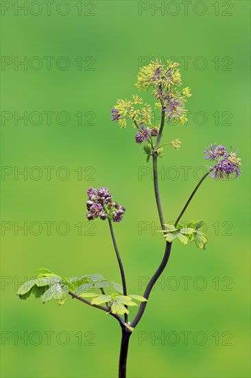 Columbine greater meadow rue (Thalictrum aquilegiifolium)