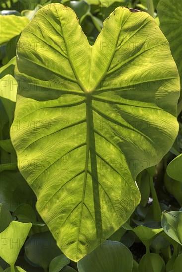 Taro (Colocasia esculenta) leaf structure
