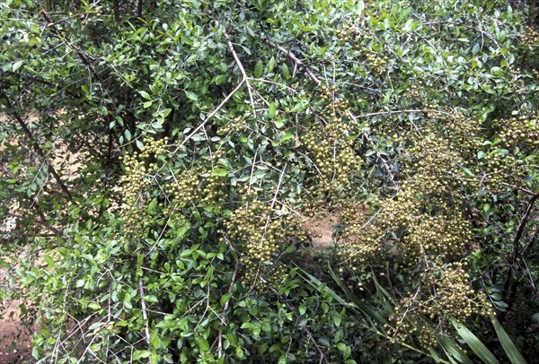 Lawsonia inermis linn: Henna