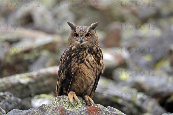 Eurasian eagle owl (Bubo bubo)