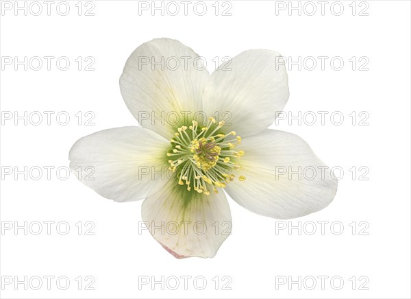 Oriental hellebore (Helleborus orientalis)