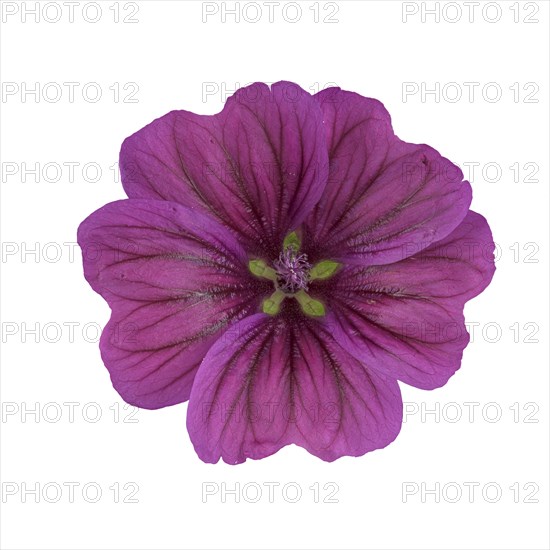 Moroccan wild mallow (Malva sylvestris subsp. subacaulis)