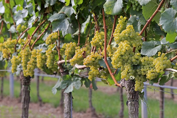 Grape vine (Vitis vinifera)