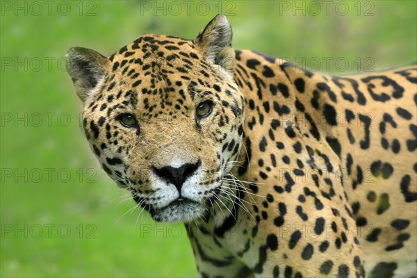 Jaguar (Panthera onca)