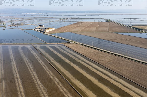Flooded rice fields in May